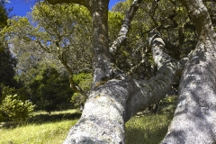 Five-Sisters-Ranch_tree2