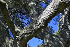 Five-Sisters-Ranch_tree3