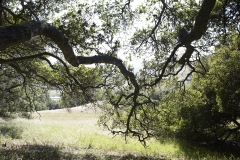 Five-Sisters-Ranch_tree4