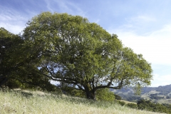 Five-Sisters-Ranch_tree5